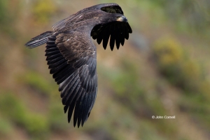 Bald-Eagle;Eagle;Haliaeetus-leucocephalus;curved-beak;juvenile;predator;raptor;r